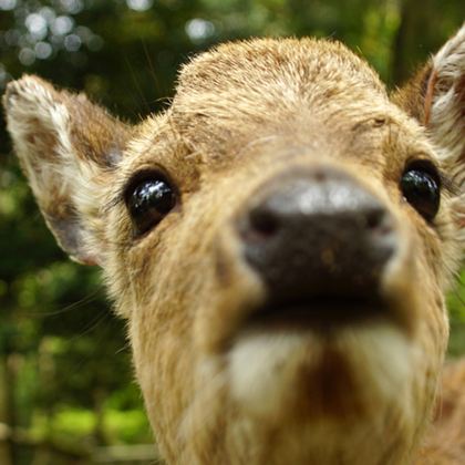 呼伦贝尔+额尔古纳+满洲里+阿尔山8日7晚私家团