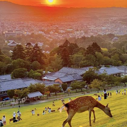 大阪+京都+奈良+宇治市5日4晚拼小团