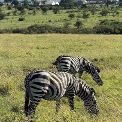 肯尼亚10日9晚私家团