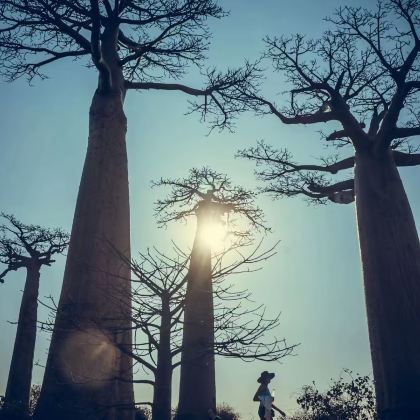 马达加斯加8日7晚拼小团