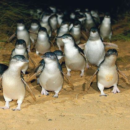 墨尔本+阿德莱德+珀斯11日10晚私家团