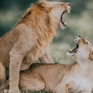 肯尼亚内罗毕+安博塞利+马赛马拉国家保护区+奈瓦沙+纳库鲁8日7晚私家团