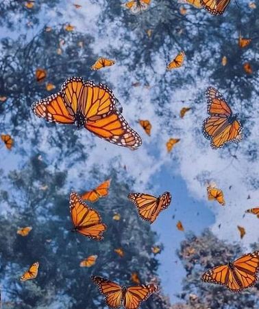 3D2N • Monarch Magic: 3-Day Tour to El Rosario & Michoacán, Zihuatanejo