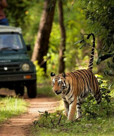 4D3N • Chitwan Jungle Safari Tour from Kathmandu or Pokhara - 4 Days