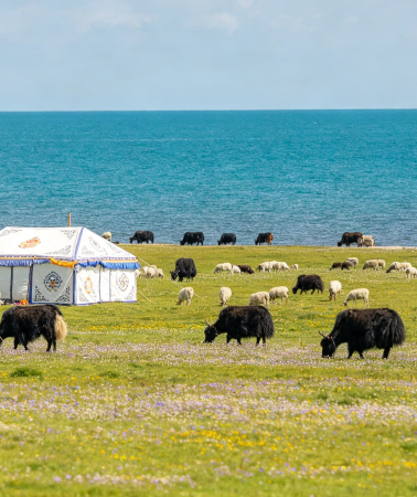 8D7N • Kumbum Monastery + Qinghai Lake + Zhangye Giant Buddha Temple + Pingshan Lake Grand Canyon + Mogao Grottoes