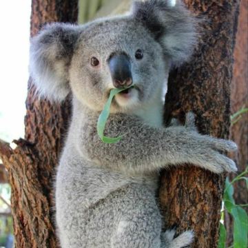 澳大利亚布里斯班+黄金海岸5日3晚私家团