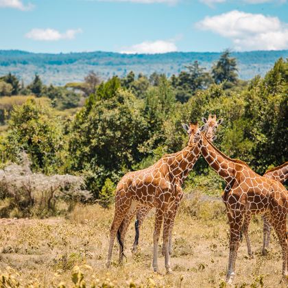 肯尼亚安博塞利+马赛马拉国家公园+纳库鲁+阿伯德尔国家公园+奈瓦沙湖8日7晚跟团游