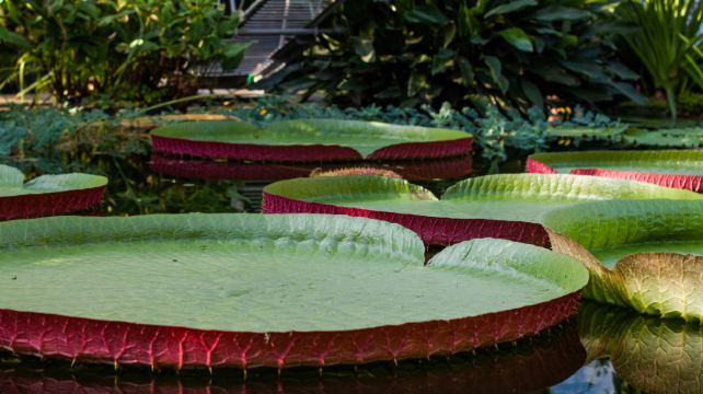 <3天>【16人英文團 · 探索綠色心臟亞馬遜雨林】·入住木棉之頂雨林酒店+探尋粉色河豚+體驗釣食人魚活動+船遊亞馬遜河+探尋雅瓜文化