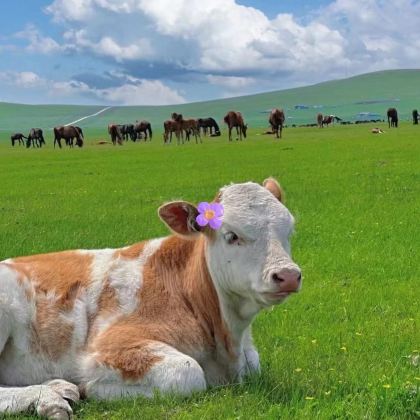 赤峰乌兰布统草原+玉龙沙湖2日1晚私家团