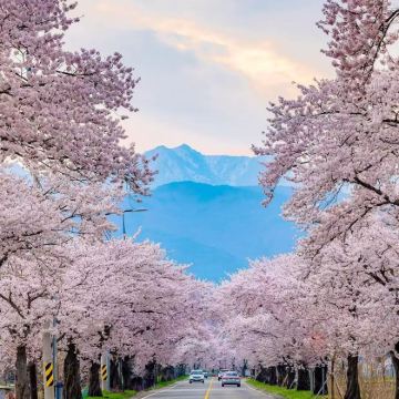 韩国首尔6日5晚私家团