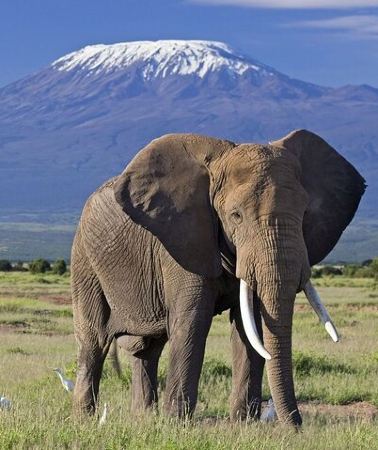 5D4N • 5days Tour Tsavo East & west, Amboseli from Mombasa / Nairobi
