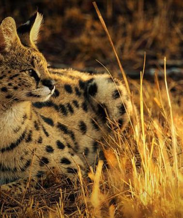 7D6N • A Visual Feast in Kenya: Mara, Flamingos, Elephants & Snow-Capped Peaks