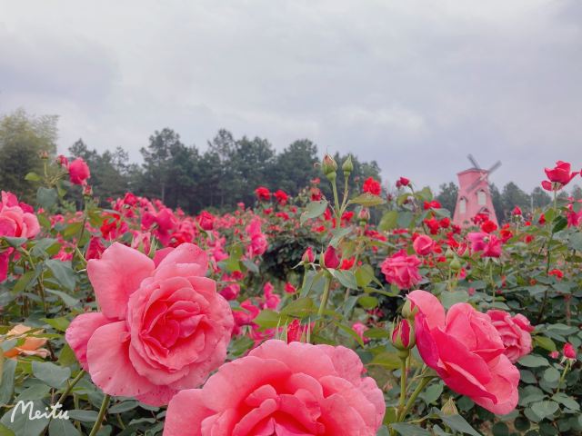 南京玫瑰园旅行图片 1