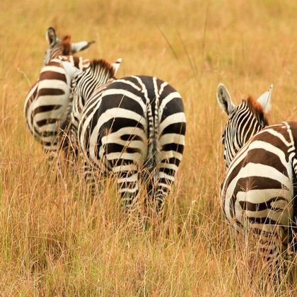 肯尼亚13日11晚私家团