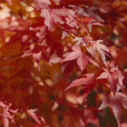 西安+光雾山旅游景区6日5晚跟团游