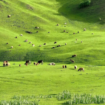 伊犁+赛里木湖+那拉提草原7日6晚自由行