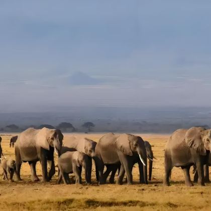 肯尼亚11日9晚私家团