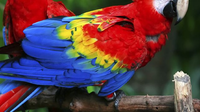 Inca Trail | 12-Day Amazon to the Andes Tour from Lima·Cusco, Ollantaytambo, Machu Picchu and Amazon Jungle