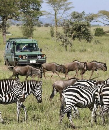 3D2N • 3-Day Ngorongoro Crater Manyara and Tarangire Safari from Arusha