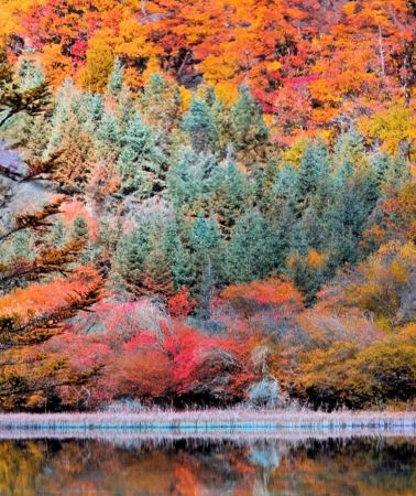 8D7N • Transit via Hong Kong - Autumn Colour Tour  in Chengdu & Jiuzhaigou - Jiuzhaigou + Huanglong + Panda Valley + Dujiangyan + Leshan Giant Buddha + Mt Emei