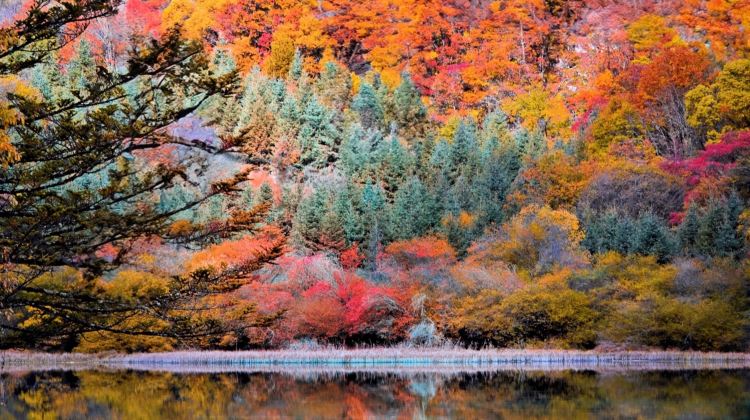 Autumn Colour Tour  with Hilton Stay in Chengdu & Jiuzhaigou - Jiuzhaigou + Huanglong + Panda valley + Dujiangyan + Mt. Siguniang + Leshan Giant buddha + Mt Emei