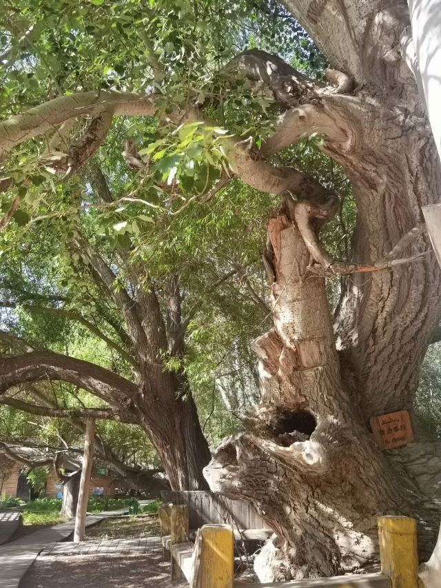 天山神木园旅行图片 1