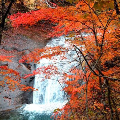 日本东京+北海道11日10晚拼小团