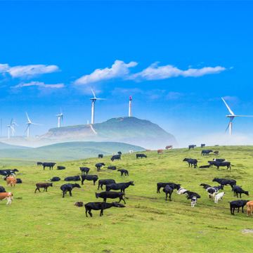 贵州+织金洞+黄果树景区+荔波小七孔景区+万峰林景区+梵净山+西江千户苗寨+乌蒙大草原9日8晚拼小团