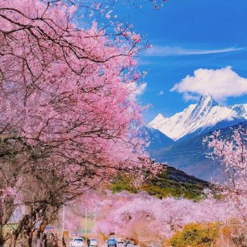 中国西藏林芝林芝桃花节+巴松措+索松村+南迦巴瓦峰+鲁朗林海+嘎拉桃花村+波密桃花沟+米堆冰川5日4晚拼小团