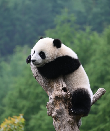 5D4N•Chengdu + Leshan + Dujiangyan + Mount Qingcheng