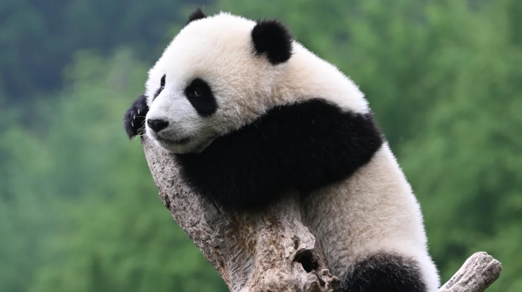 9D8N · Private Tours · Sichuan & Chongqing Holiday: Chengdu's Local Hustle, Pandas, Sanxingdui, Dazu Rock Carvings, City Walks & Mountain City Chongqing's Night Views.