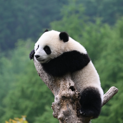 成都+成都大熊猫繁育研究基地+三星堆博物馆5日4晚私家团