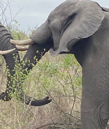 3D2N • 3 Days Johannesburg - Kruger Safari- Blyde River Canyon