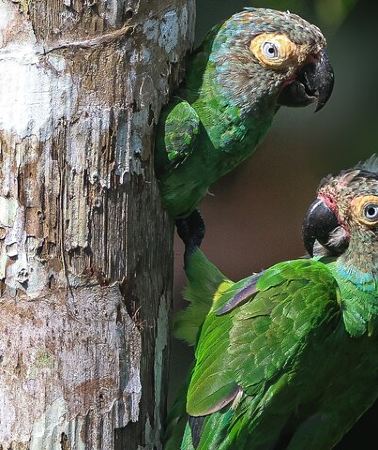 6D5N • From the Andes to the Amazon of Ecuador 6 days tour all included
