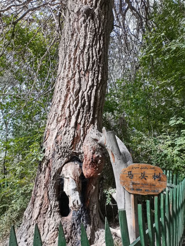 天山神木园旅行图片 2