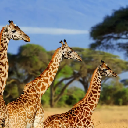 坦桑尼亚+塔兰吉雷国家公园+恩戈罗恩戈罗火山口+塞伦盖蒂国家公园7日6晚拼小团