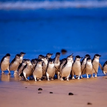 澳大利亚墨尔本+企鹅归巢+十二门徒岩+墨尔本市区热气球6日5晚自由行