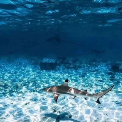 法属波利尼西亚大溪地8日6晚私家团