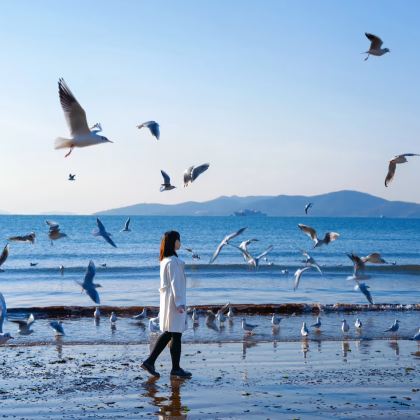 青岛+海合安青岛极地海洋公园4日3晚私家团