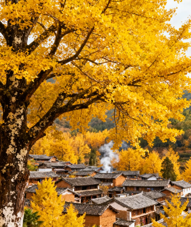 6D5N • Yunnan + Tengchong + Mangshi + Heshunguzhen + Menghuandajinta