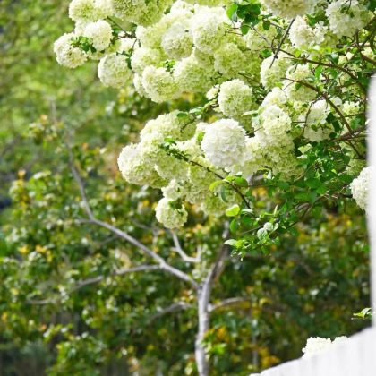 江西庐山2日1晚跟团游