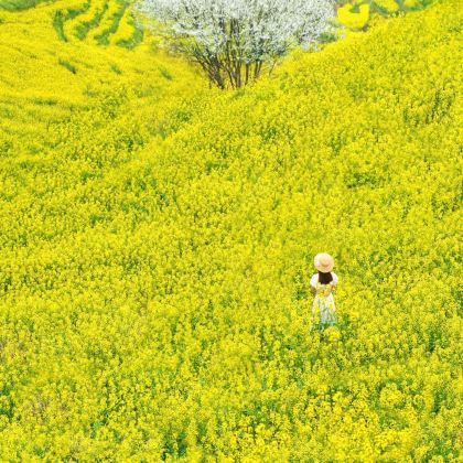 黄山风景区+宏村景区+千岛湖景区3日2晚自由行