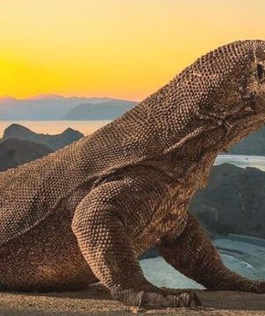 2D1N • Komodo Island 2 Days 1 Night Tour with Flights from Bali