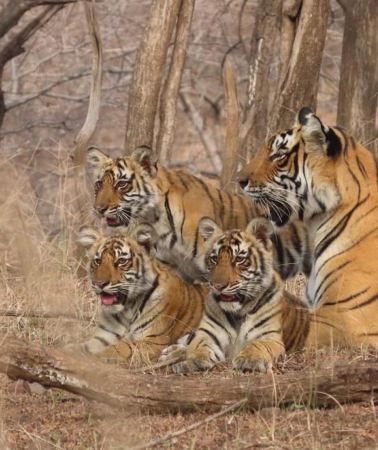 8D7N • 8-Day Golden Triangle Tour With Ranthambore & Jhalana Safari