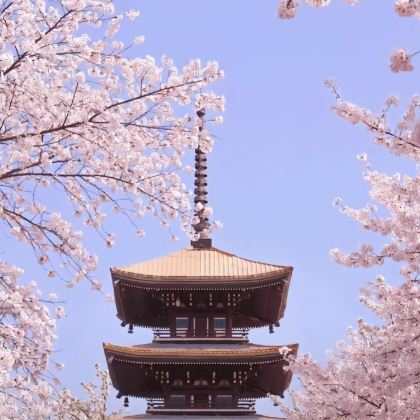 湖北武汉+黄鹤楼+东湖磨山景区+武当山风景区+金顶5日4晚私家团