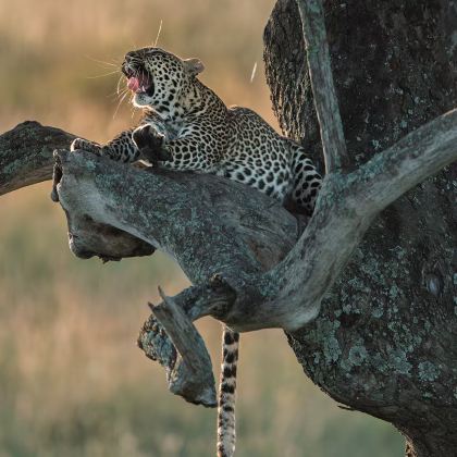 肯尼亚三大国家公园+两大湖泊10日7晚私家团