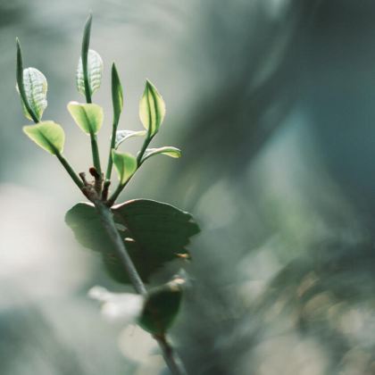 普洱+景迈山4日3晚拼小团