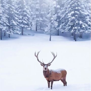 呼伦贝尔+额尔古纳6日5晚私家团