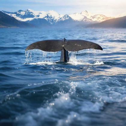 新西兰北岛+南岛13日跟团游