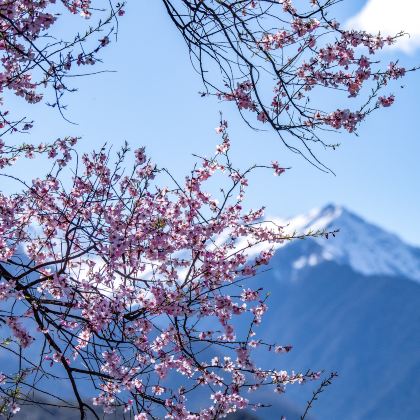 西藏拉萨+林芝+山南+布达拉宫+雅鲁藏布大峡谷+索松村+鲁朗林海+羊卓雍错11日6晚跟团游